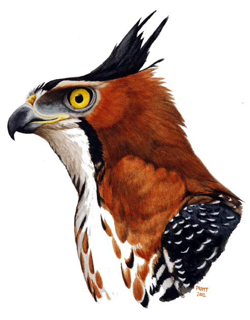 Ornate-Hawk-Eagle.jpg