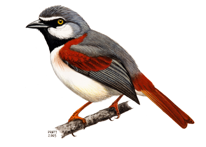 カタアカオオハシモズ（red-shouldered vanga）