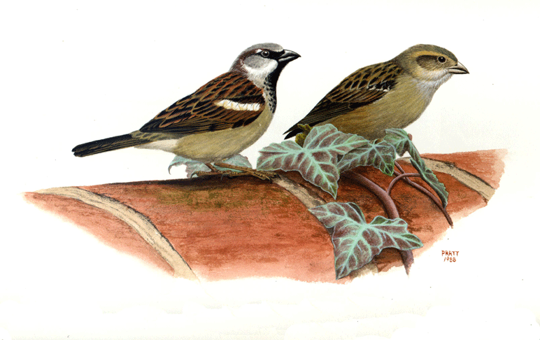 House Sparrows Other Artwork H Douglas Pratt
