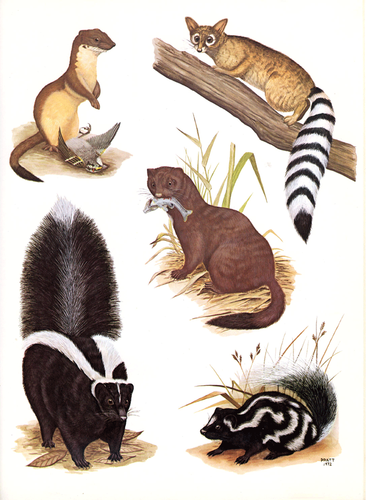 Mustelids and Ringtail (Plate 12)