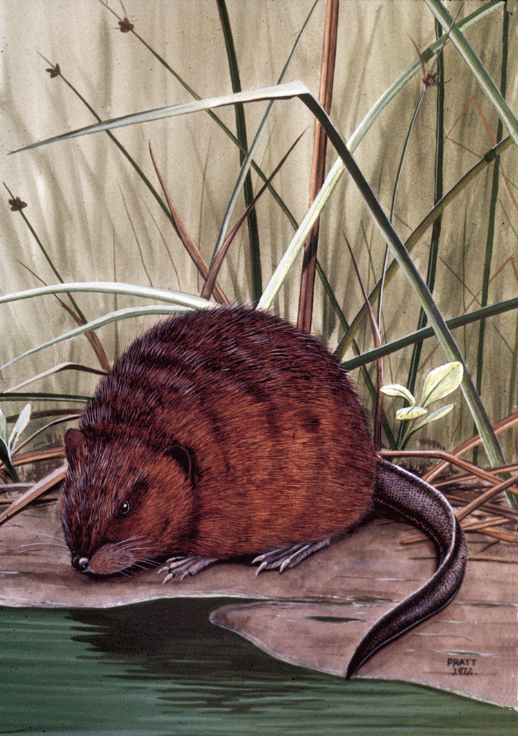 Muskrat (Plate 7)