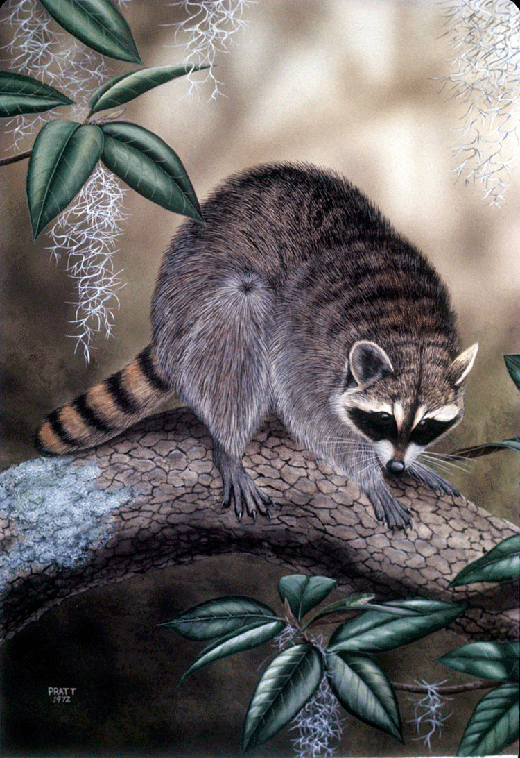 Raccoon (Plate 11)
