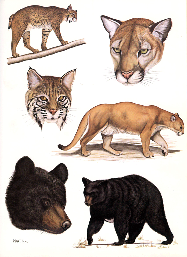 Cats and Bear (Plate 13)