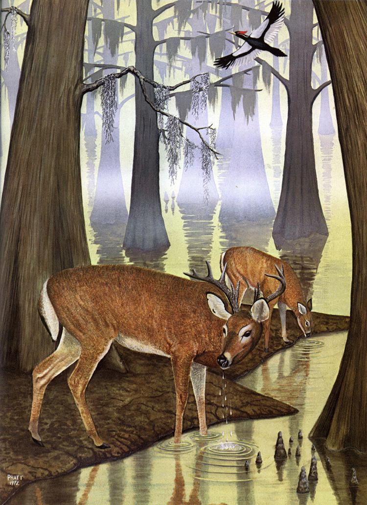 White-tailed Deer (Plate 14)