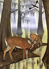 White-tailed Deer (Plate 14)