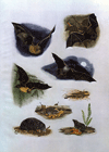 Bats, Shrews, and Mole (Plate 2)