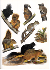 Squirrels (Plate 4)
