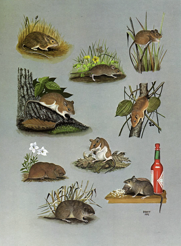 Mice (Plate 6)