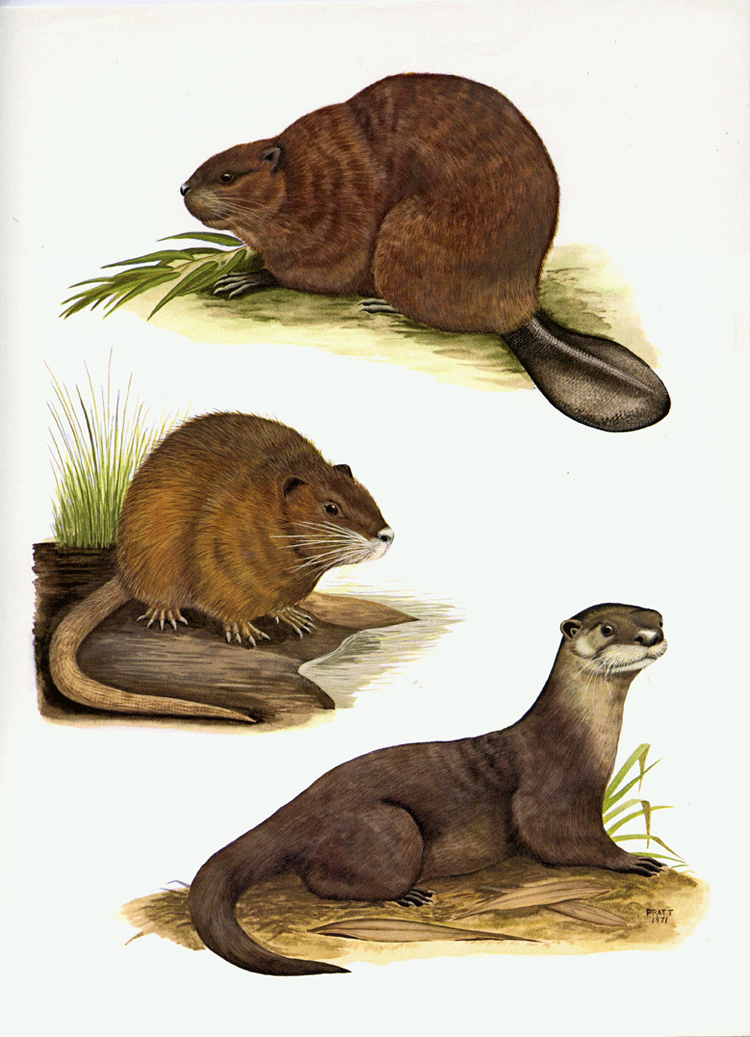 Beaver, Nutria, and Otter (Plate 8)