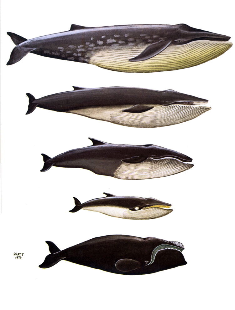 Whales (Plate 9)